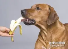 平常狗狗可以吃香蕉吗
