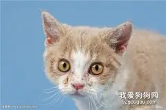 如何护理有哮喘的猫？