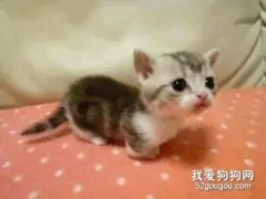 猫狗也会得渐冻症吗？