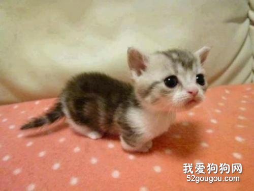 狗狗肌无力