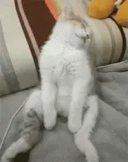 猫坐沙发上一动不动，于是碰了一下，结果吓坏了...