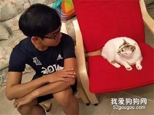 网友买了一大一小两张椅子，打算和猫一人一张，结果有点....