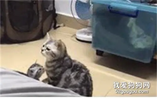 忘记自己有孩子的猫妈妈，被吓到飞起！
