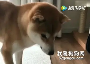 阿柴把饭盆打翻了，一脸的焦急样....