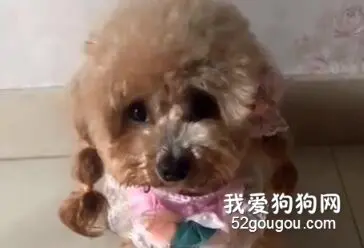 汉语十级，泰迪比你想象的还要聪明