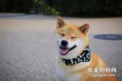 柴犬多少钱一只?