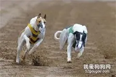 怎样训练灵缇犬的速度