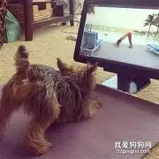 你还在火锅奶茶小龙虾？人家狗子都知道练瑜伽养生了！