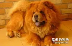 松狮犬瘟热的症状和治疗