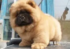 松狮犬皮肤病如何治疗