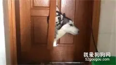 网友不让二哈进门，没想到狗子居然破门而入，主人：这狗我不要了！