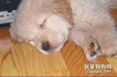 狗狗呕吐腹泻治疗方法