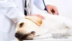 狗狗什么时候打疫苗？