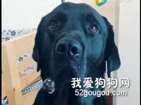 为什么狗这个动物，就连蠢起来都这么可爱？