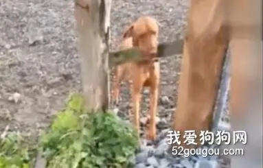边牧过障碍物 vs 其他狗过障碍物，看笑了