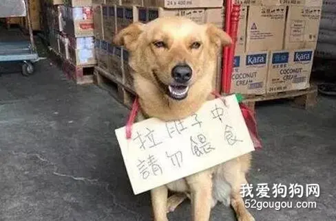 狗子挂牌卖笑却无一人喂食，仔细看清后，笑哭