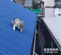 哈士奇想跟猫咪玩，没想到被卡屋顶，主人崩溃了！