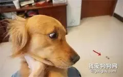 金毛看到心爱的肉片被猫咪吃了后，它竟然哭了....