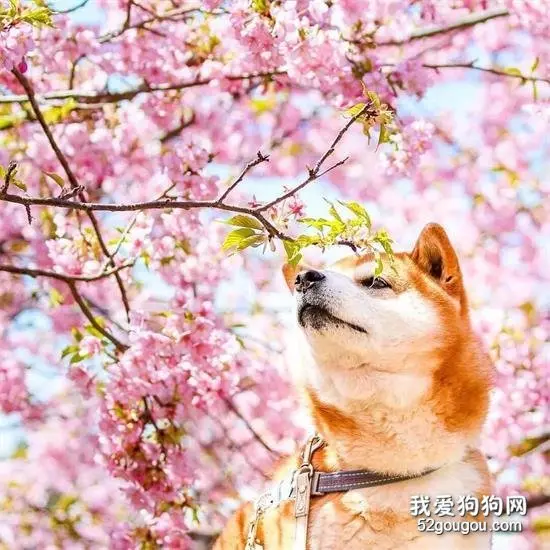 花海里的一只柴...这画面美到让人窒息！