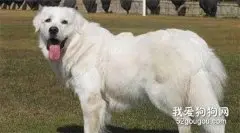 大白熊犬发情特征和交配需要注意的事项