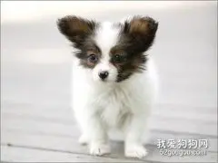 怎么知道蝴蝶犬是否生病？