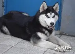 哈士奇犬得了细小病毒如何防治？