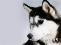 哈士奇犬瘟热晚期症状与诊断防治措施