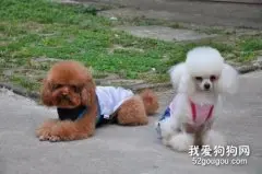 贵宾犬皮肤病怎么治疗？