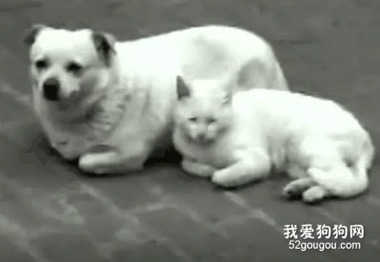 原来在一起待久了真的会越来越像，动物也是！