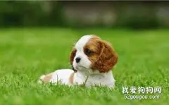 查理士王小猎犬遗传病 脊髓空洞症和心脏病