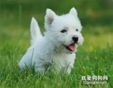 怎么挑选和检查西高地白梗犬健康状态