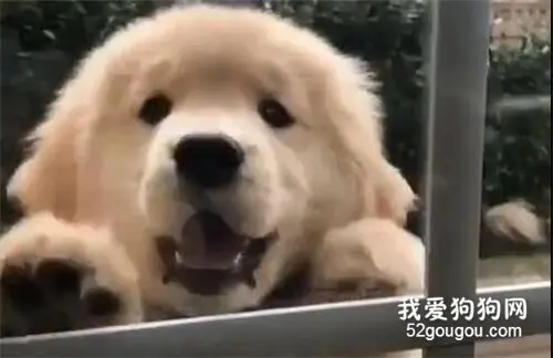 小金毛是被施加了多少可爱魔法啊？为什么能悄悄萌住我的心？