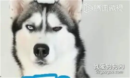 千万别跟二哈玩游戏