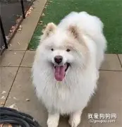 这只萨摩简直毁了它在我心中的形象，长得也太沙雕了，哈哈！