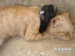 猫不知从哪捡了一只鸡崽，自己养着，鸡好像真把它当成了妈妈！