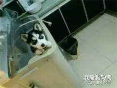 花了1400买了一只哈士奇，可两个月后，老爸叫我带着它一块滚蛋......