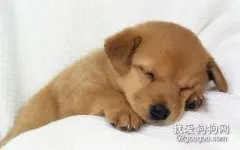 狗狗一天需要睡眠几个小时？