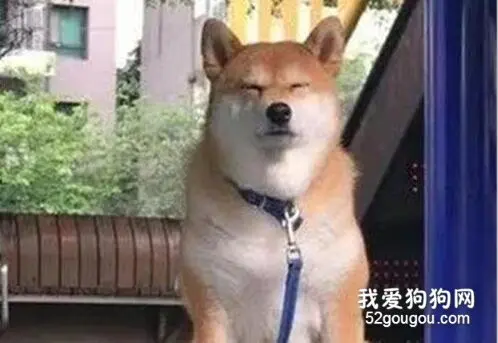 原来狗砸也会便秘？这个表情真的很熟悉了...