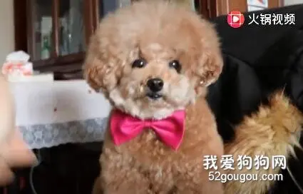 这是我见过最精灵的小胖泰迪