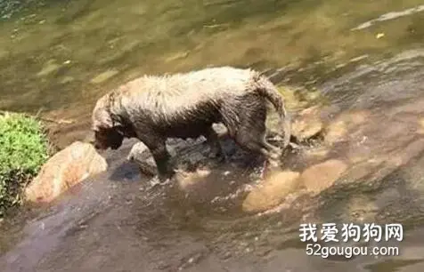 主人玩了10分钟的手机，让金毛自己去玩，结果....