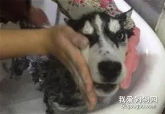怎么给哈士奇狗狗洗澡?