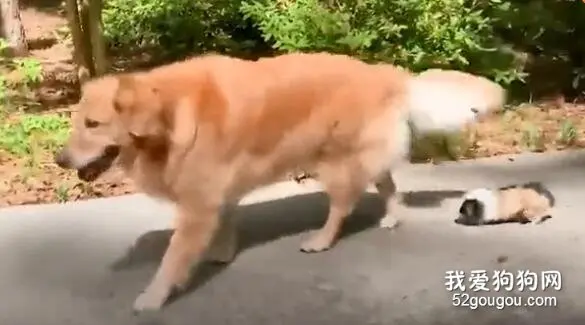拥有一只金毛有多幸福？连豚鼠都沉醉其中不能自拔！