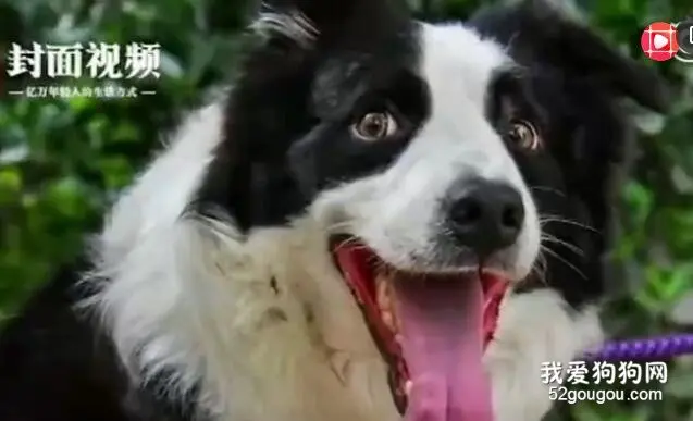 小鸟持续一月往狗狗头上拉屎 还叫同伴来观战