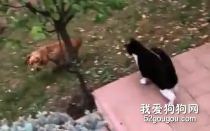 狗狗现实闯关游戏，想进花园玩必须闯过“猫咪关卡”，最后都绝望了