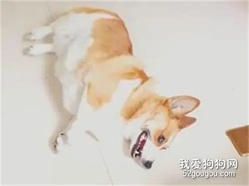 柯基也太会演了叭！今晚加个鸡腿！
