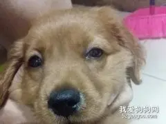 狗狗咳嗽怎么办？