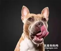 狗狗口臭的原因和治疗