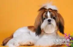 马尔济斯和西施犬的区别有哪些？