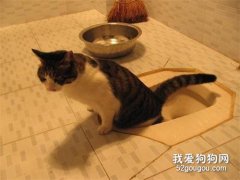如何训练猫咪自己上厕所？