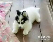 网友高价买了只半纯白哈士奇，没想长大后竟变了另一只狗，崩溃了！